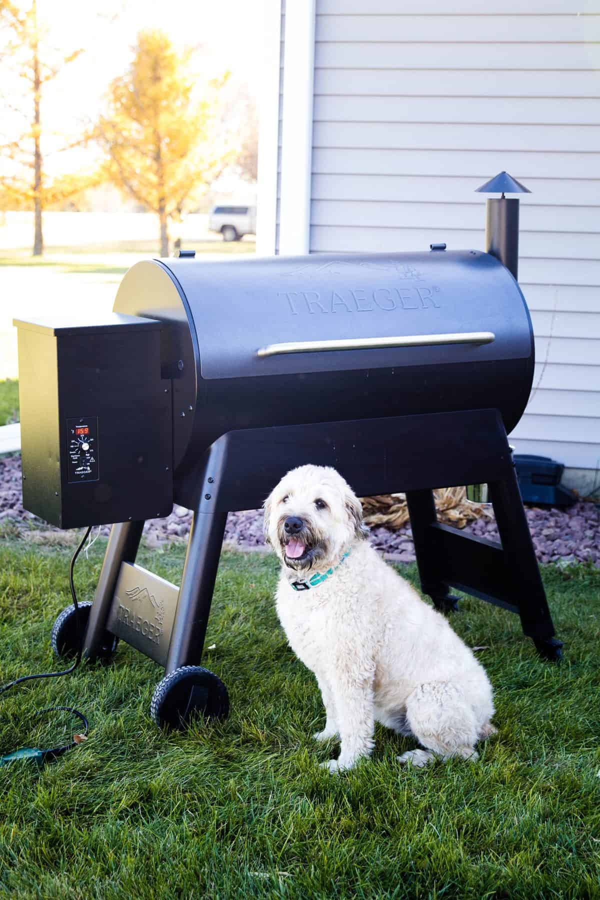 Dog in front of Traeger Eastwood 34